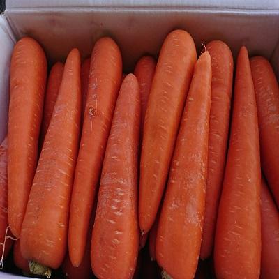 �Ȗ،��@�l�Q�A���}���b�h�@3L�T�C�Y