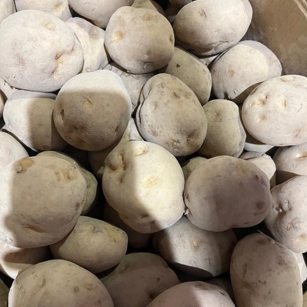 北海道産　馬鈴薯　じゃがいも　今金男爵Mサイズ　20kg