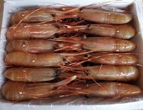 ＜極＞　カナダ産　刺身用ボタンエビ　Lサイズ　ぼたん海老
