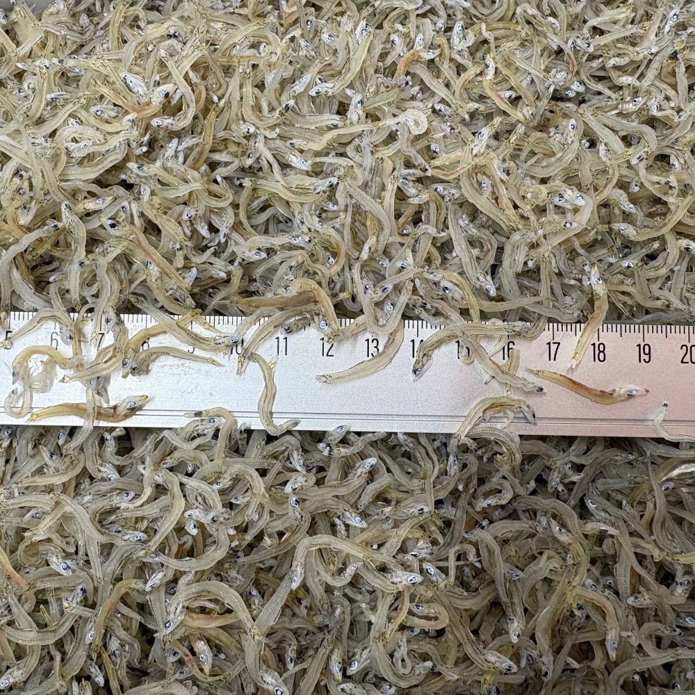 新物　ちりめんじゃこ　5kg　大サイズ　宮崎県産