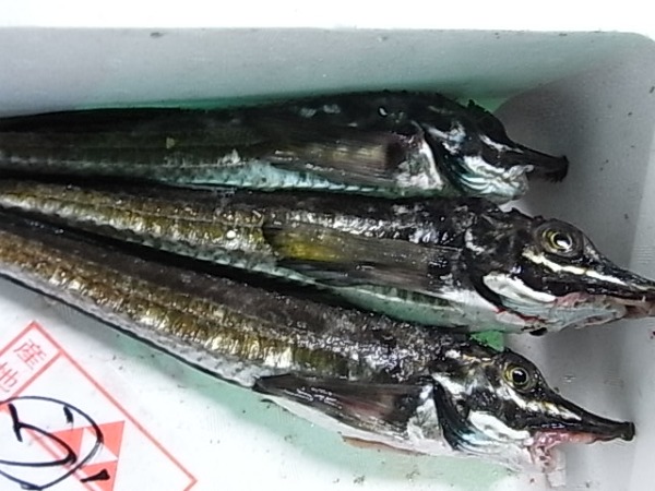 �k�C���Y�h�g�p���p�y�`���h�z�@�@�@