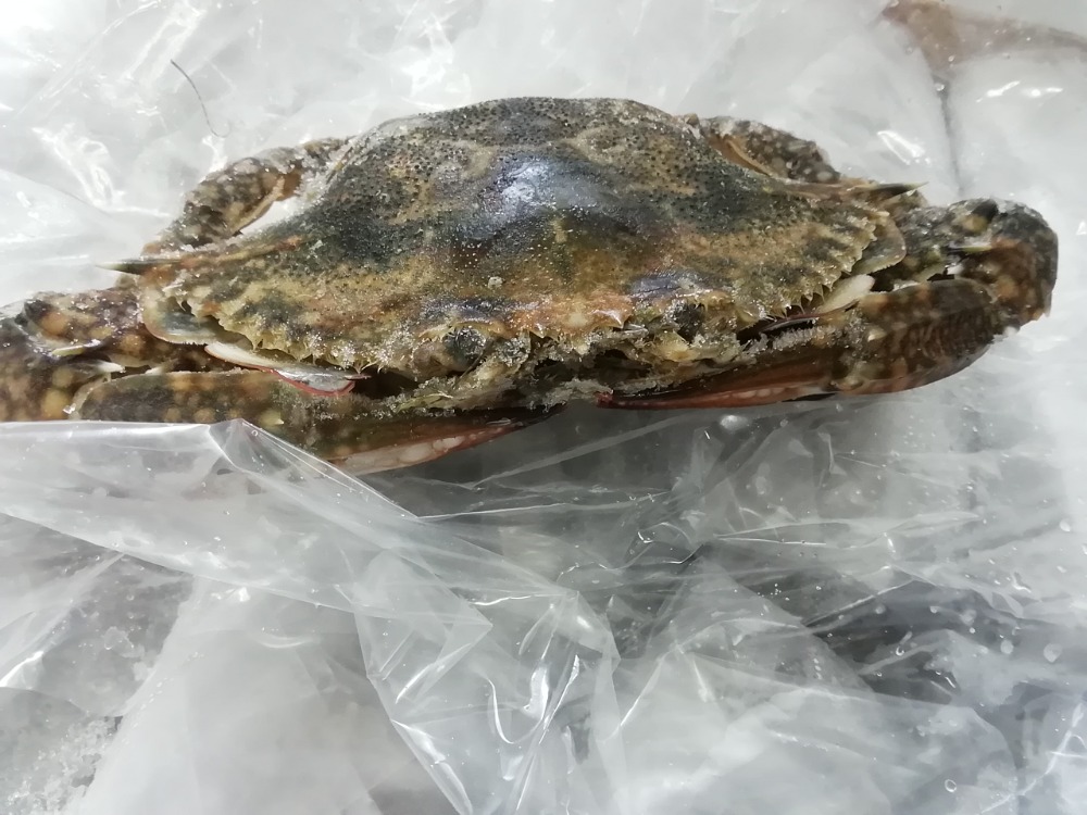 �@�o�[�����Y�I���^���K�j���X(100〜150��)�y�Ⓚ�z�@�@