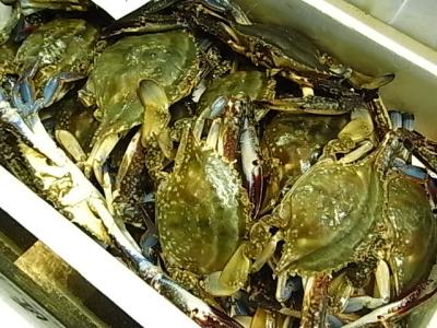 【新商品】【新商品】　北海道産ワタリガニメス【冷凍】【訳あり】　