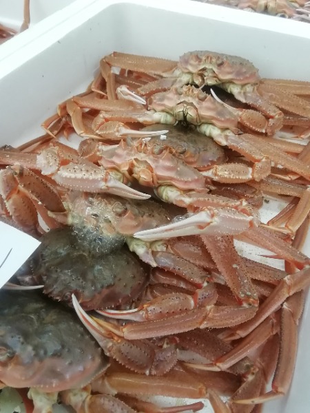 【新商品】【新商品】北海道産オオズワイガニ　【訳あり】【チルド】　　　