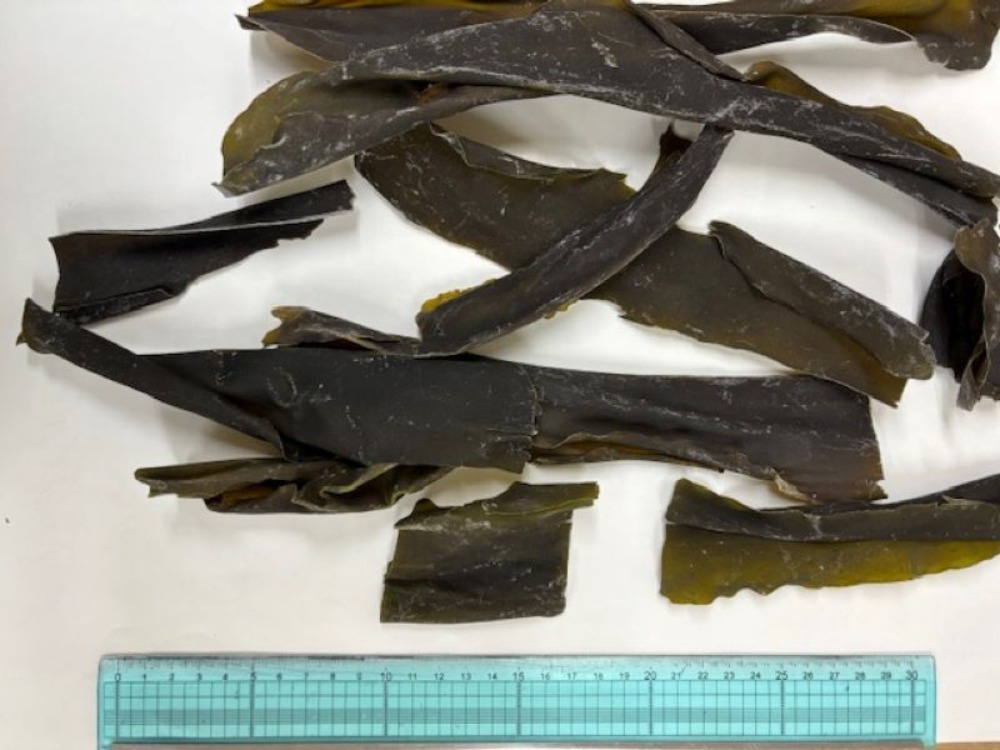 国産　真昆布　規格外品1ｋｇ