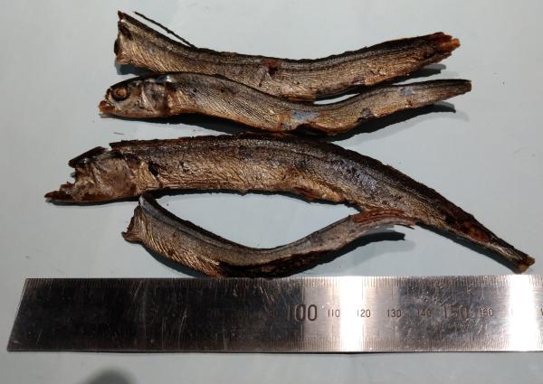 サンマ節　[だし]