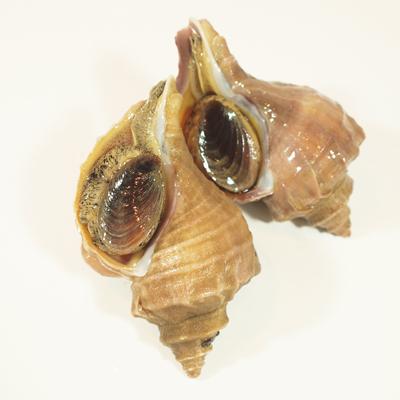 北海道　道東産　真ツブ（エゾボラ）中サイズ　お刺身用