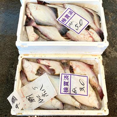 北海道産　宗八ガレイ　チルド