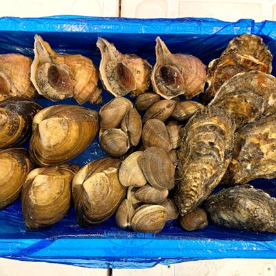 北海道産　貝類セット（送料別）　チルド