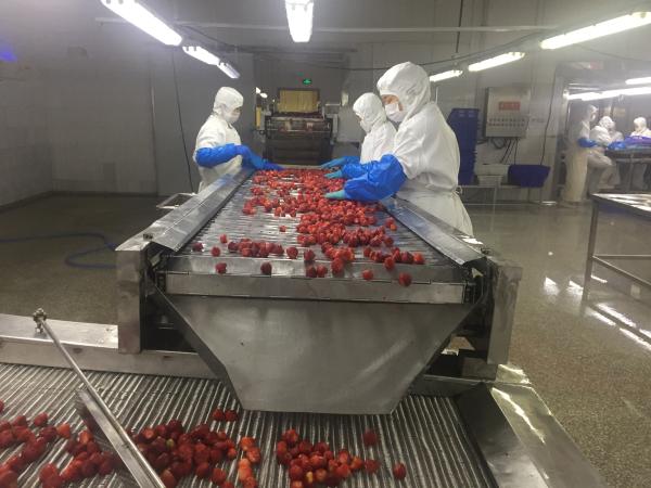 無添加無着色無香料　いちご10mmカット品　紅ほっぺ中国産100%