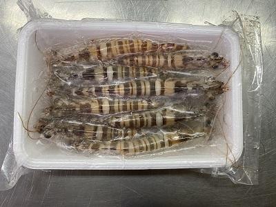 �y�����ʁz����E�V�R�Ԃ��с@�W���i�P�{�E275�~�j