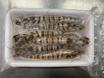 活冷・天然車えび 6本入