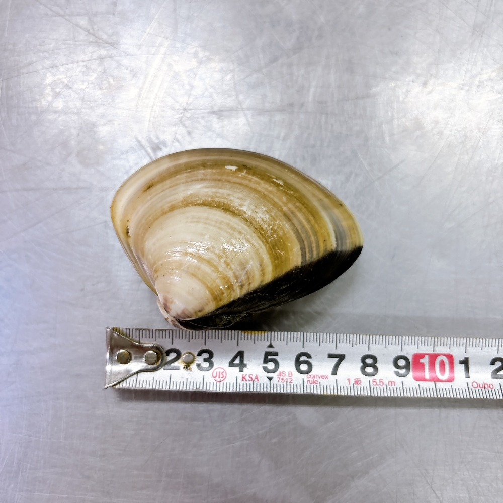 冷凍ハマグリ（国産）／サイズ100-120g程度・1kg入