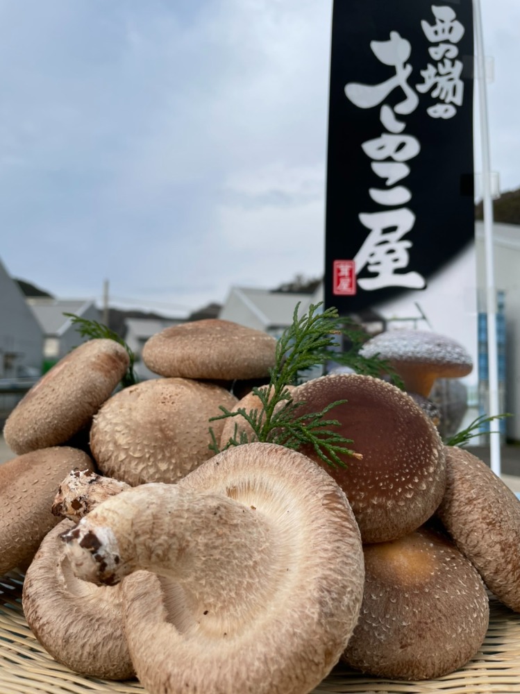 【長崎県】オーガニック有機栽培！乾燥しいたけ（不揃い）