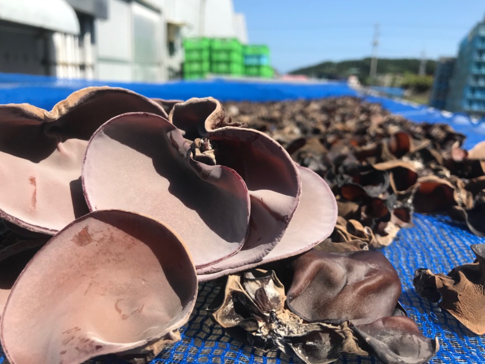 【長崎県】オーガニック有機栽培！乾燥キクラゲ　（木耳）