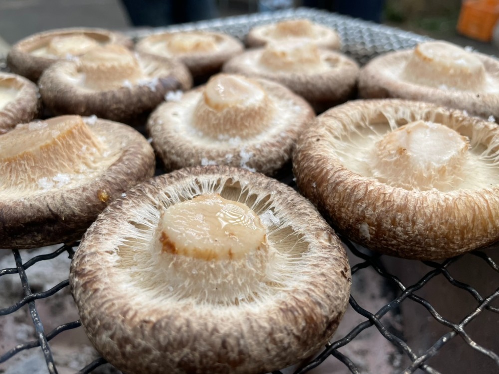 【長崎県】オーガニック有機栽培！　菌床椎茸生しいたけ（特大）