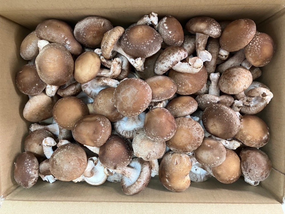 【長崎県】オーガニック有機栽培！菌床椎茸生しいたけ　（中）