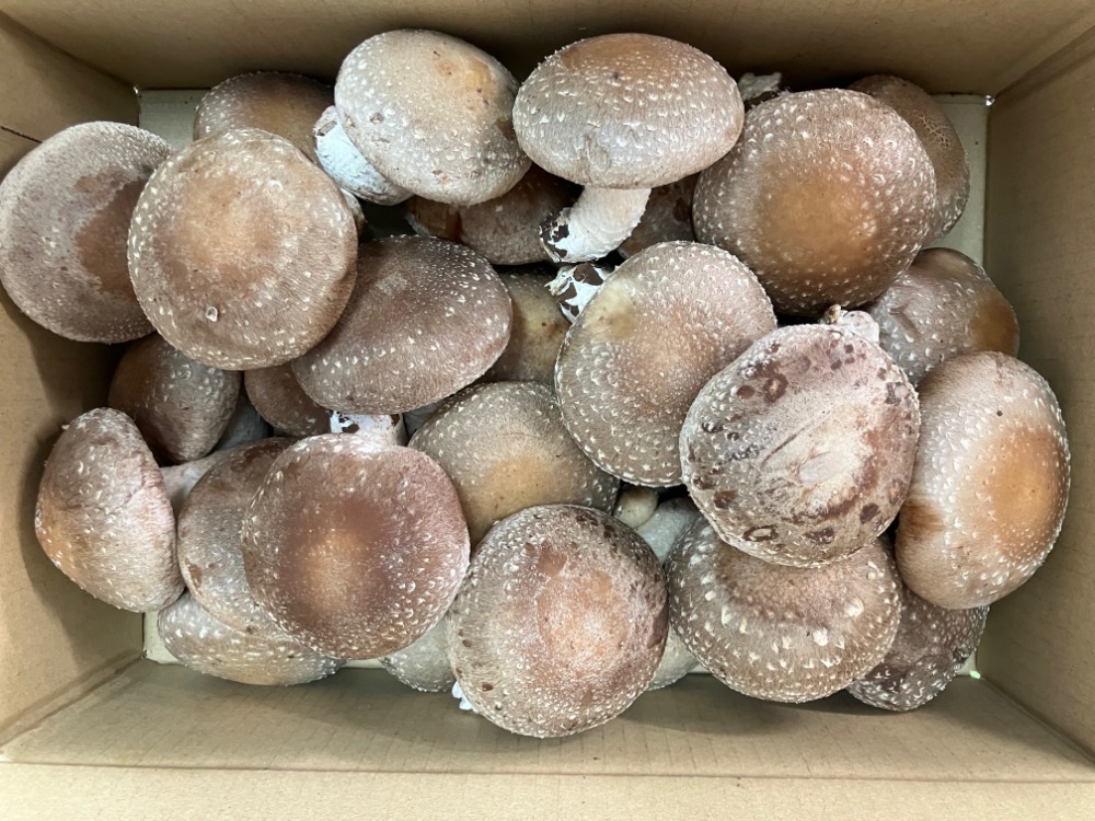 【長崎県】オーガニック有機栽培！　菌床椎茸生しいたけ（特大）