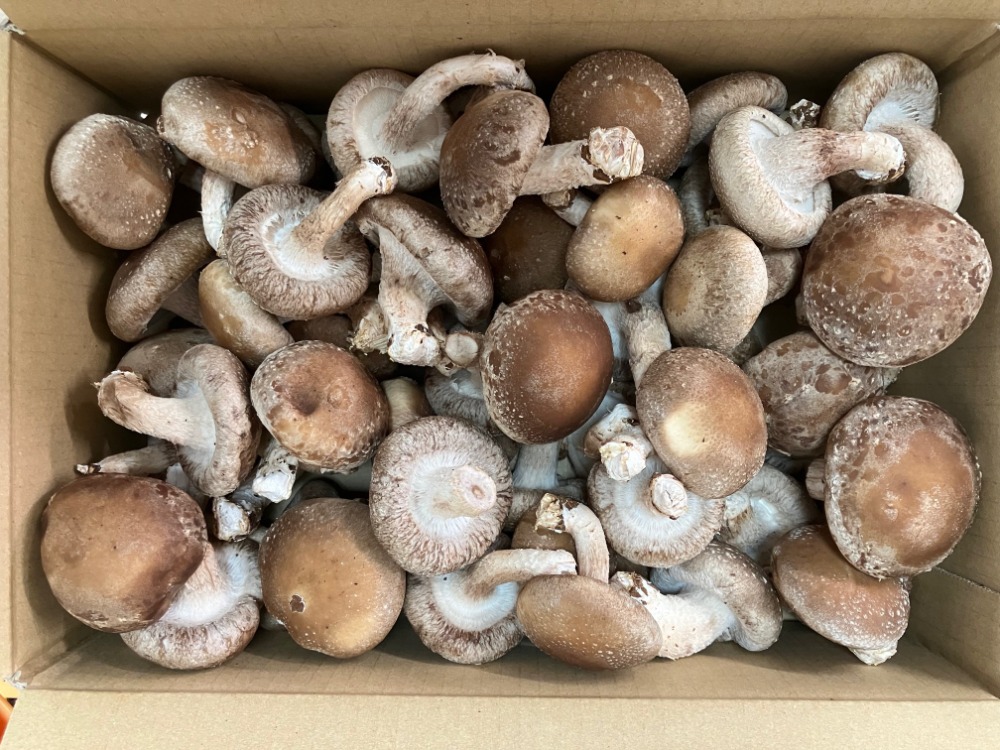 【長崎県】オーガニック有機栽培！　菌床椎茸生しいたけ（大）