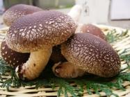 �X�܎ʐ^�E���S