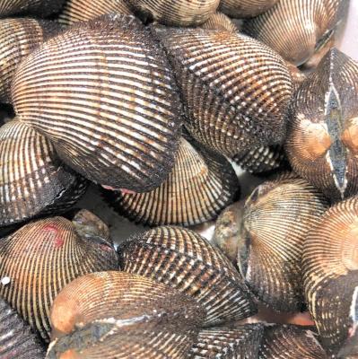 活 赤貝 仕入れなら業務用食材卸売市場mマート