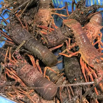 活〆 国産 伊勢海老 プロトン凍結 500 600g １尾 5尾 仕入れなら業務用食材卸売市場mマート