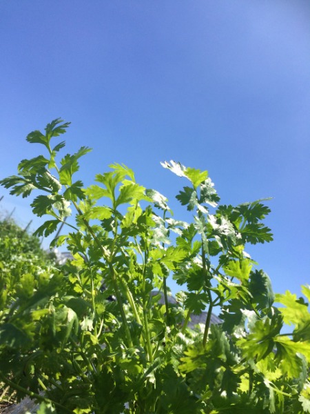 マイルドな香り　新鮮パクチー　１ｋｇ