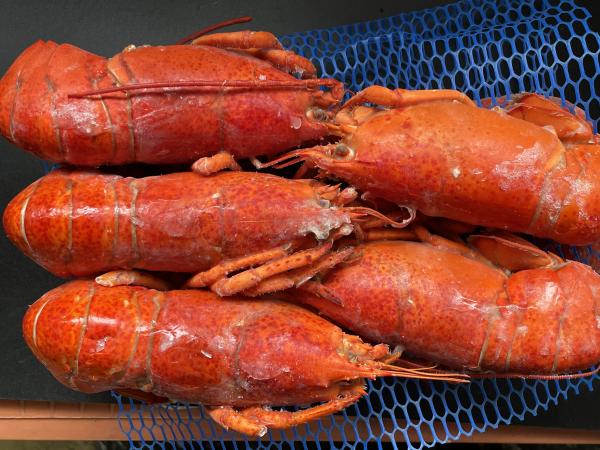 限定特価ボイルオマールエビ爪なし