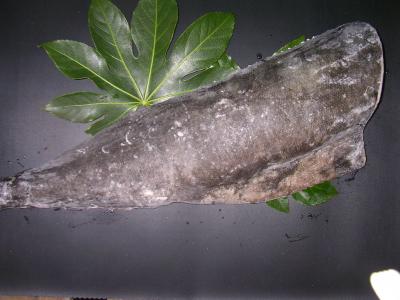 �y�����ʁz��^���t�B���y����10Kg��10��〜12���z�i�Z���^�[�J�b�g�j