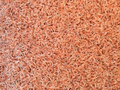 �y�����ʁz�y�{�錧�Y�E�V���I�I�z�����A�~�G�r�i�C�V�̕�������������j