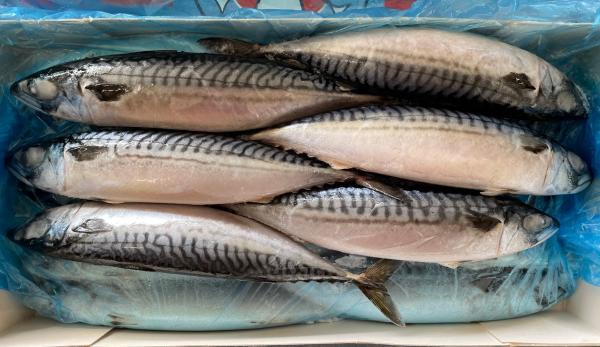 【脂あり】サバ（ノルウェー産）　　600gUP　10Kg（セミIQF)