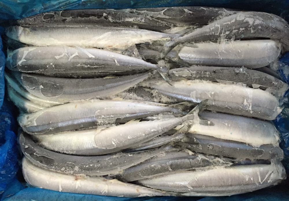 �y�����ʁz�T���}�@70���@�@10Kg�@�y�T�C�Y�ϓ��I�z