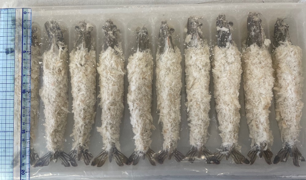 【特大！】　有頭中剥き海老フライ　10尾トレーパックx10パック