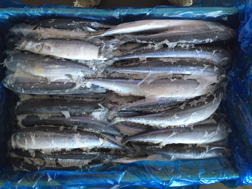 サンマ　70尾　　10Kg　【サイズ均等！】