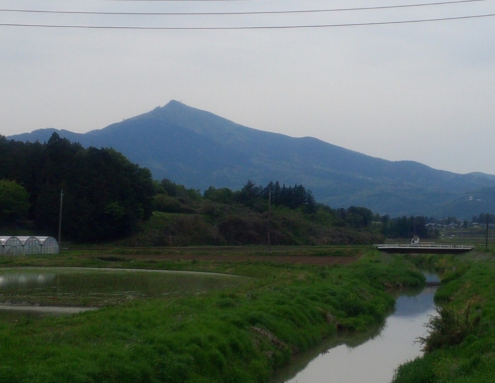 マンゲツもち米◇令和7年◇天皇陛下お田植祭作付け同品種餅米