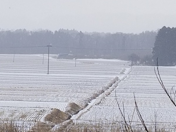 【特価】令和７年★会津産コシヒカリ★会津坂下地区★５ｋｇ〜
