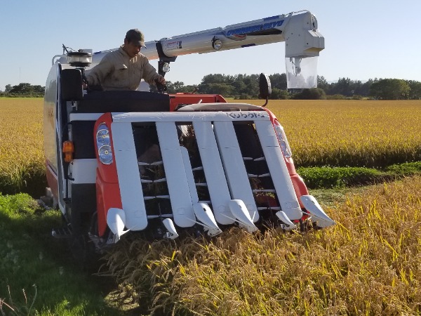 ⇩複数ロット割安参照【お買得】ななつぼし★北海道江別産７年産