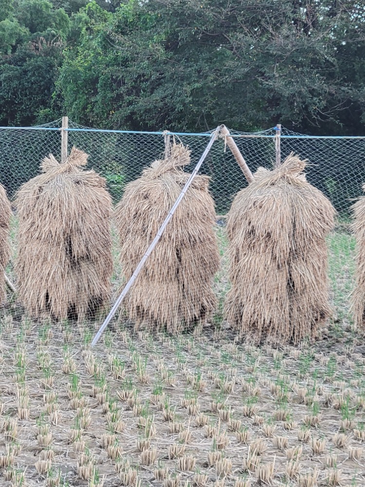 特価◆福島県中通り◆ひとめぼれ◆令和７年産