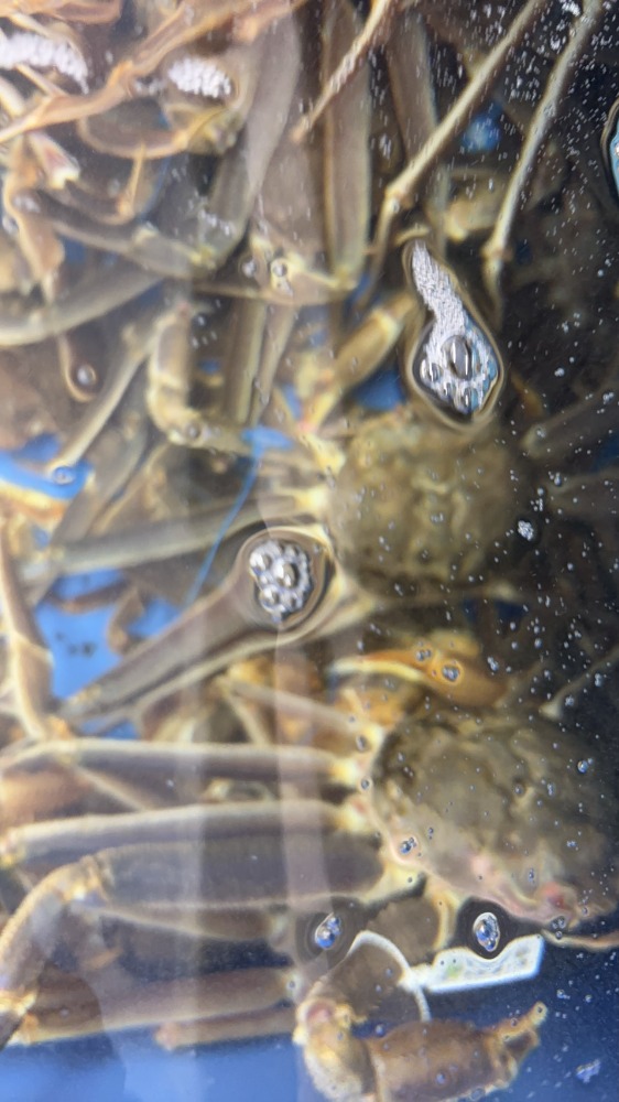 津居山蟹　活蟹