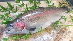 �X�܎ʐ^�E���S