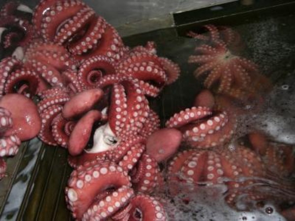 【生鮮チルド】国内加工アフリカ産たこボイルL700〜1000g前後