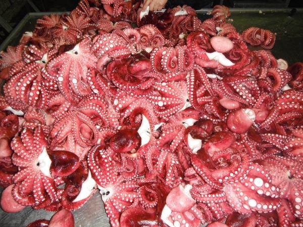 【生鮮チルド】国内加工アフリカ産たこボイル　B品(わけあり)