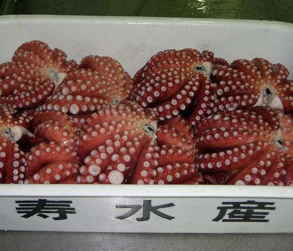 【生鮮チルド】国産　明石たこ　ボイル　M　300〜500g前後