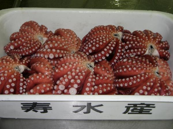 【生鮮チルド】国産　明石たこ　ボイル　L　700〜1000g前後