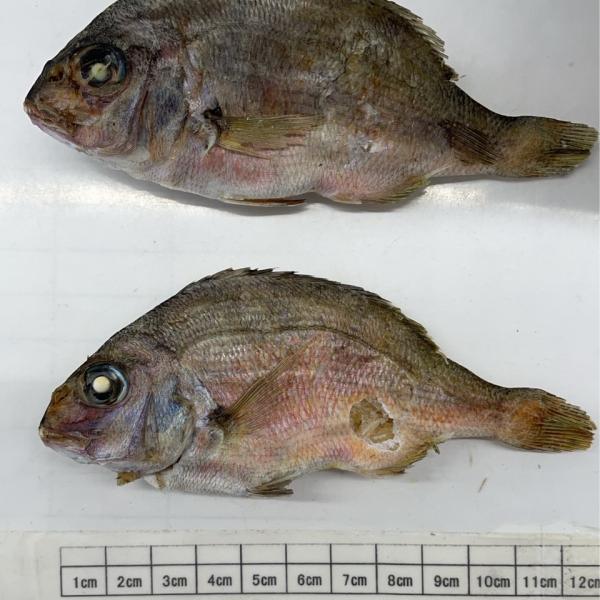 【高知県産】　鯛煮干し　9kg　（たい・タイ・鯛・煮干）