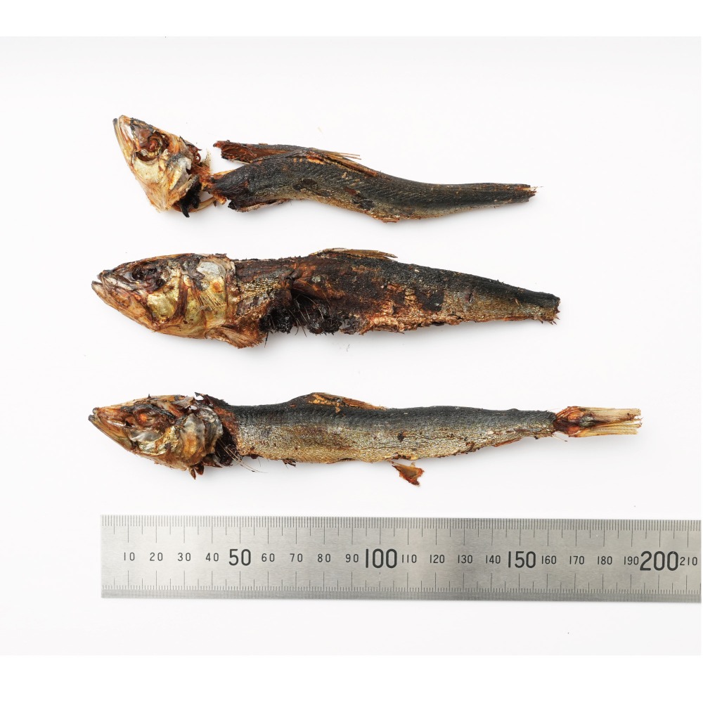 【熊本県牛深産】　ウルメ節　（焙乾ウルメ）　9kg