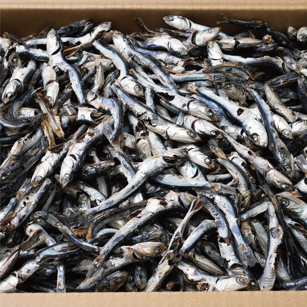 【熊本県牛深産】　片口煮干し　8kg　(N16)