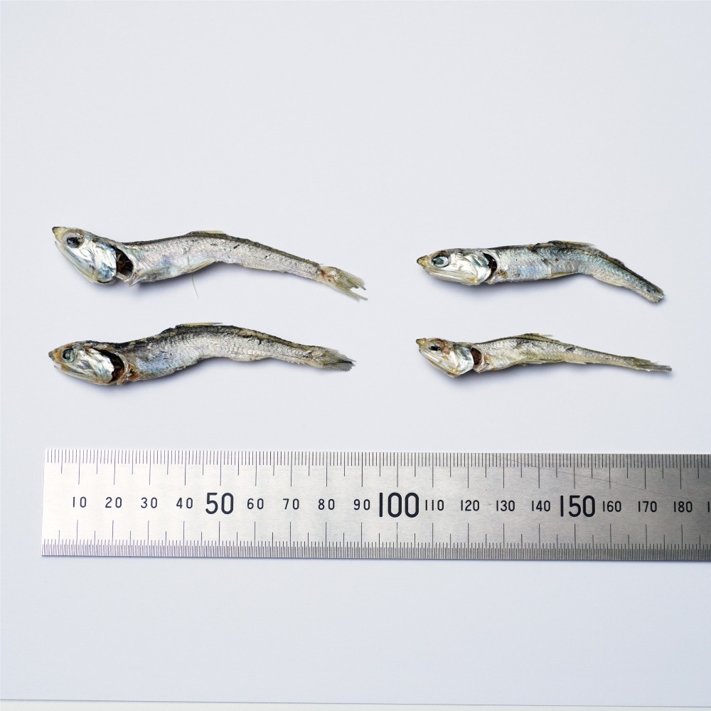 【広島県産】　片口煮干し　　7.5kg　(N17)