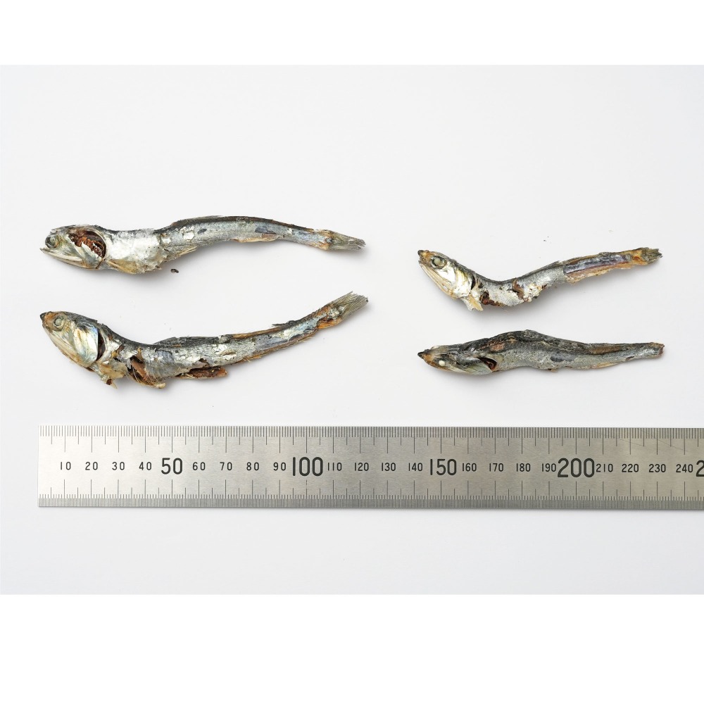 【熊本県牛深産】　片口煮干し　8kg　(N16)