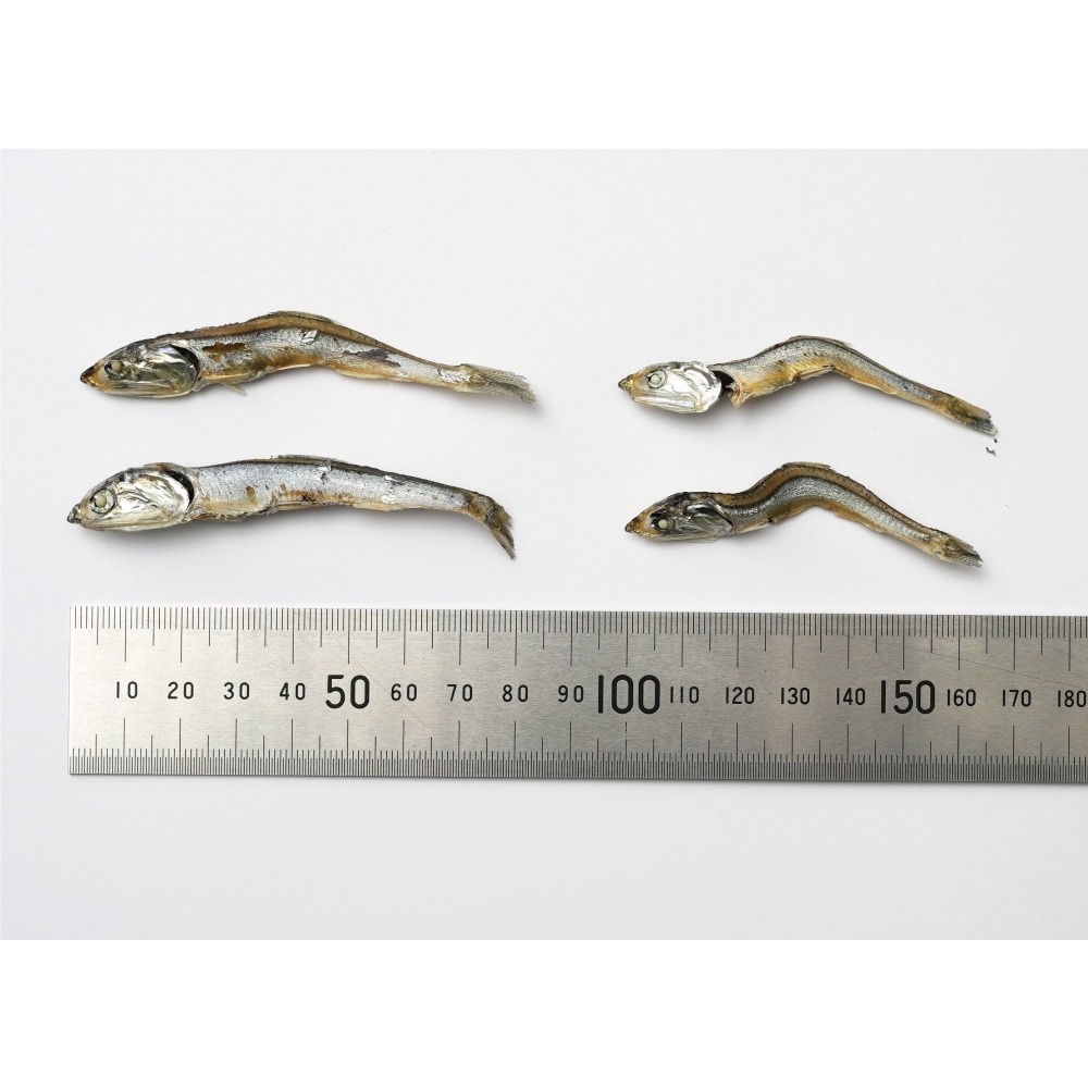 【千葉県産】　片口煮干し（良)　8.5kg　（N14）